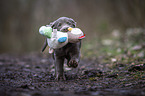 running Labrador Retriever puppy