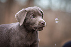 Labrador Retriever puppy