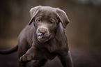 Labrador Retriever puppy