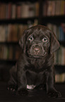 sitting Labrador Retriever Puppy