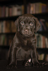 sitting Labrador Retriever Puppy