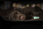 lying Labrador Retriever Puppy