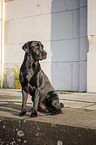 sitting Labrador Retriever