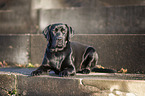 lying Labrador Retriever