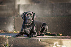 lying Labrador Retriever