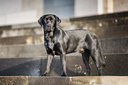 standing Labrador Retriever