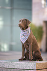 sitting Labrador Retriever