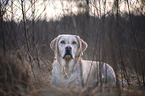 lying Labrador Retriever