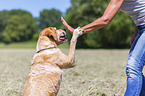 woman with Labrador Retriever