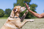 woman with Labrador Retriever