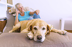 woman with Labrador Retriever