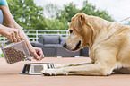 woman with Labrador Retriever