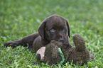 lying Labrador Retriever Puppy