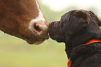 Labrador Retriever portrait