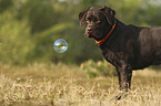 standing Labrador Retriever