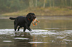 running Labrador Retriever