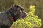 Labrador Retriever  portrait