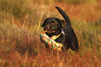 Labrador Retriever Puppy