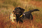 Labrador Retriever Puppy