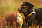 Labrador Retriever Puppy