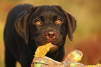 Labrador Retriever Puppy portrait