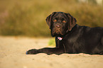 lying Labrador Retriever Puppy