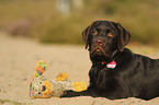 lying Labrador Retriever Puppy