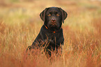 sitting Labrador Retriever Puppy