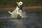 running Labrador Retriever