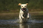 running Labrador Retriever