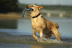 running Labrador Retriever