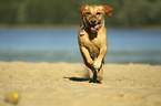 running Labrador Retriever