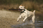 running Labrador Retriever