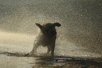 standing Labrador Retriever