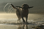 running Labrador Retriever