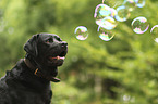 Labrador Retriever portrait