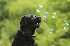 Labrador Retriever portrait