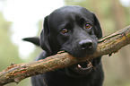 Labrador Retriever portrait
