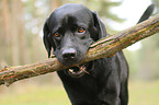 Labrador Retriever portrait