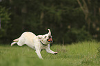 running Labrador Retriever