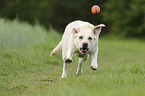running Labrador Retriever