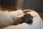 lying Labrador Retriever Puppy