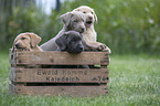 Labrador Retriever Puppies in a box