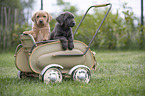 Labrador Retriever Puppies in a dolls pram