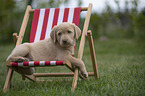 Labrador Retriever Puppy in a deck chair
