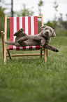 Labrador Retriever Puppy in a deck chair