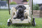 Labrador Retriever Puppy in a dolls pram