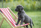 Labrador Retriever Puppy with a deck chair