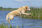 jumping Labrador Retriever