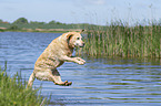 jumping Labrador Retriever